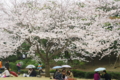 [九段下][【obj】花撮り][ｽﾅｯﾌﾟｼｮｯﾄ][SMC TAKUMAR 55mm F1.8]