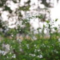 [上野公園][【obj】花撮り][【obj】植物][TAMRON SP AF28-75mm F2.8]