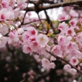 [上野公園][【obj】花撮り][TAMRON SP AF28-75mm F2.8]