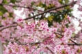 [上野公園][【obj】花撮り][TAMRON SP AF28-75mm F2.8]