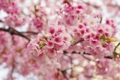 [上野公園][【obj】花撮り][TAMRON SP AF28-75mm F2.8]