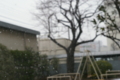 [【obj】街撮り][【obj】雪][SMC TAKUMAR 55mm F1.8]