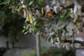 [亀戸][神社仏閣][【obj】植物][RICOH XR RIKENON 50mm F2]