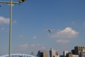 [【obj】空撮り][動物][隅田川][DA 18-55mm F3.5-5.6]