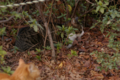 [ぬこ][動物][上野公園][SMC TAKUMAR 135mm F3.5]