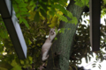 [ぬこ][動物][【obj】街撮り][DA 18-55mm F3.5-5.6]