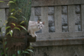 [ぬこ][動物][【obj】街撮り][DA 18-55mm F3.5-5.6]