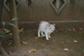 [ぬこ][動物][【obj】街撮り][DA 18-55mm F3.5-5.6]