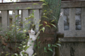[ぬこ][動物][【obj】街撮り][DA 18-55mm F3.5-5.6]