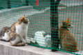 [ぬこ][動物][秋葉原][SIGMA 18-200mm F3.5-6.3 DC]