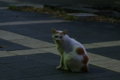 [ぬこ][清澄公園][動物][SMC TAKUMAR 135mm F3.5]