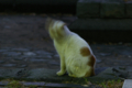 [ぬこ][清澄公園][動物][SMC TAKUMAR 135mm F3.5]