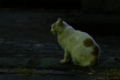 [ぬこ][清澄公園][動物][SMC TAKUMAR 135mm F3.5]