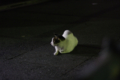 [ぬこ][【obj】街撮り][動物][FA 50mm F1.7]