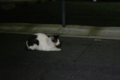 [ぬこ][【obj】街撮り][動物][FA 50mm F1.7]