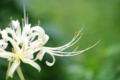 [上野公園][【obj】花撮り][DA ★50-135mm F2.8]白妙の願いの花に秋の雨