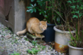 [日本橋][ぬこ][動物][ｽﾅｯﾌﾟｼｮｯﾄ][TAMRON SP AF28-75mm F2.8]