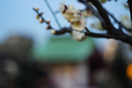 [亀戸][【obj】花撮り][神社仏閣][RICOH XR RIKENON 50mm F2]