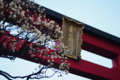 [亀戸][【obj】花撮り][【obj】花撮り][神社仏閣][RICOH XR RIKENON 50mm F2]