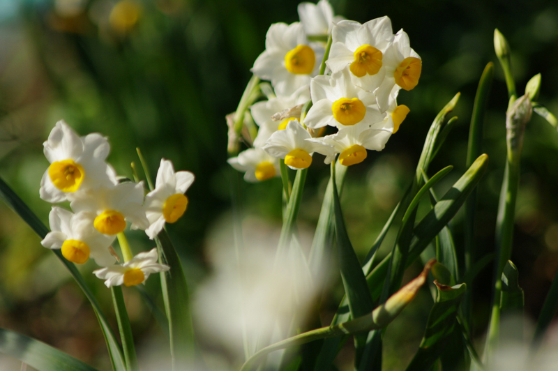 [【obj】街撮り][【obj】花撮り][FA J 75-300mm F4.5-5.8]