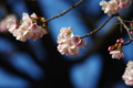 [上野公園][【obj】花撮り][PENTAX 45-125mm F4]