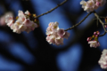 [【obj】花撮り][上野公園][PENTAX 45-125mm F4]2/21上野公園