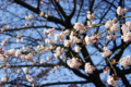 [【obj】花撮り][上野公園][PENTAX 45-125mm F4]2/21上野公園