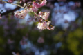 [【obj】花撮り][上野公園][PENTAX 45-125mm F4]2/21上野公園