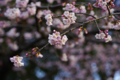 [【obj】花撮り][上野公園][DA ★50-135mm F2.8]2/21上野公園