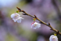 [【obj】花撮り][上野公園][DA ★50-135mm F2.8]2/21上野公園