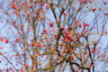 [【obj】花撮り][上野公園][DA ★50-135mm F2.8]2/21上野公園