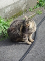[ぬこ][動物][【obj】街撮り]