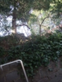 [上野公園][【obj】植物]