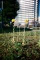 [blackbird,fly] filmはAGFAのASA400。わりとよく写った？(´・∀・｀)