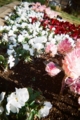 [blackbird,fly] filmはAGFAのASA400のもの
