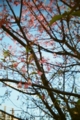 [blackbird,fly] filmはAGFAのASA400のもの