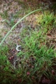 [blackbird,fly] filmはAGFAのASA400のもの