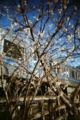 [blackbird,fly] filmはAGFAのASA400のもの