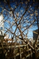 [blackbird,fly] filmはAGFAのASA400のもの