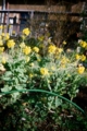[blackbird,fly] filmはAGFAのASA400のもの