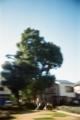 [blackbird,fly] filmはAGFAのASA400のもの