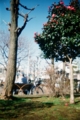 [blackbird,fly] filmはAGFAのASA400のもの