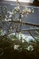 [blackbird,fly] filmはAGFAのASA400のもの