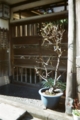 [blackbird,fly] filmはAGFAのASA400のもの