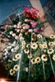 [blackbird,fly] フィルムを巻き上げ忘れるとは不覚(´･ω･`)その５