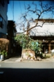 [blackbird,fly] filmはAGFAのASA400のもの