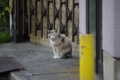 [【obj】街撮り][ぬこ][動物][DA L 50-200mm F4-5.6]