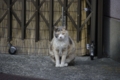 [【obj】街撮り][ぬこ][動物][DA L 50-200mm F4-5.6]