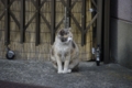 [【obj】街撮り][ぬこ][動物][DA L 50-200mm F4-5.6]
