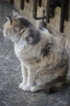 [【obj】街撮り][ぬこ][動物][DA L 50-200mm F4-5.6]